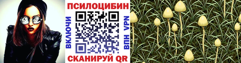 Галлюциногенные грибы Psilocybe  Гулькевичи 